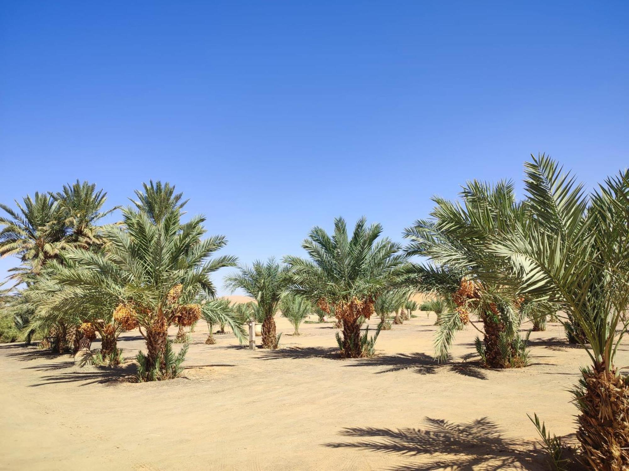 Berber Palace 梅尔祖卡 外观 照片